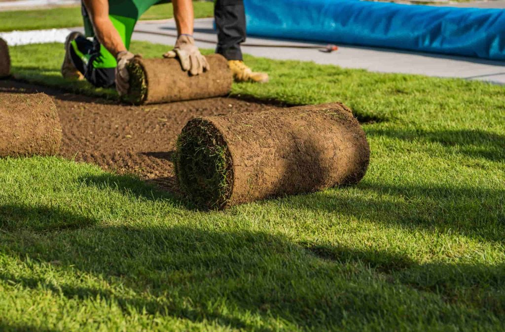 landscaper rolling out dirt and grass for lawn care.